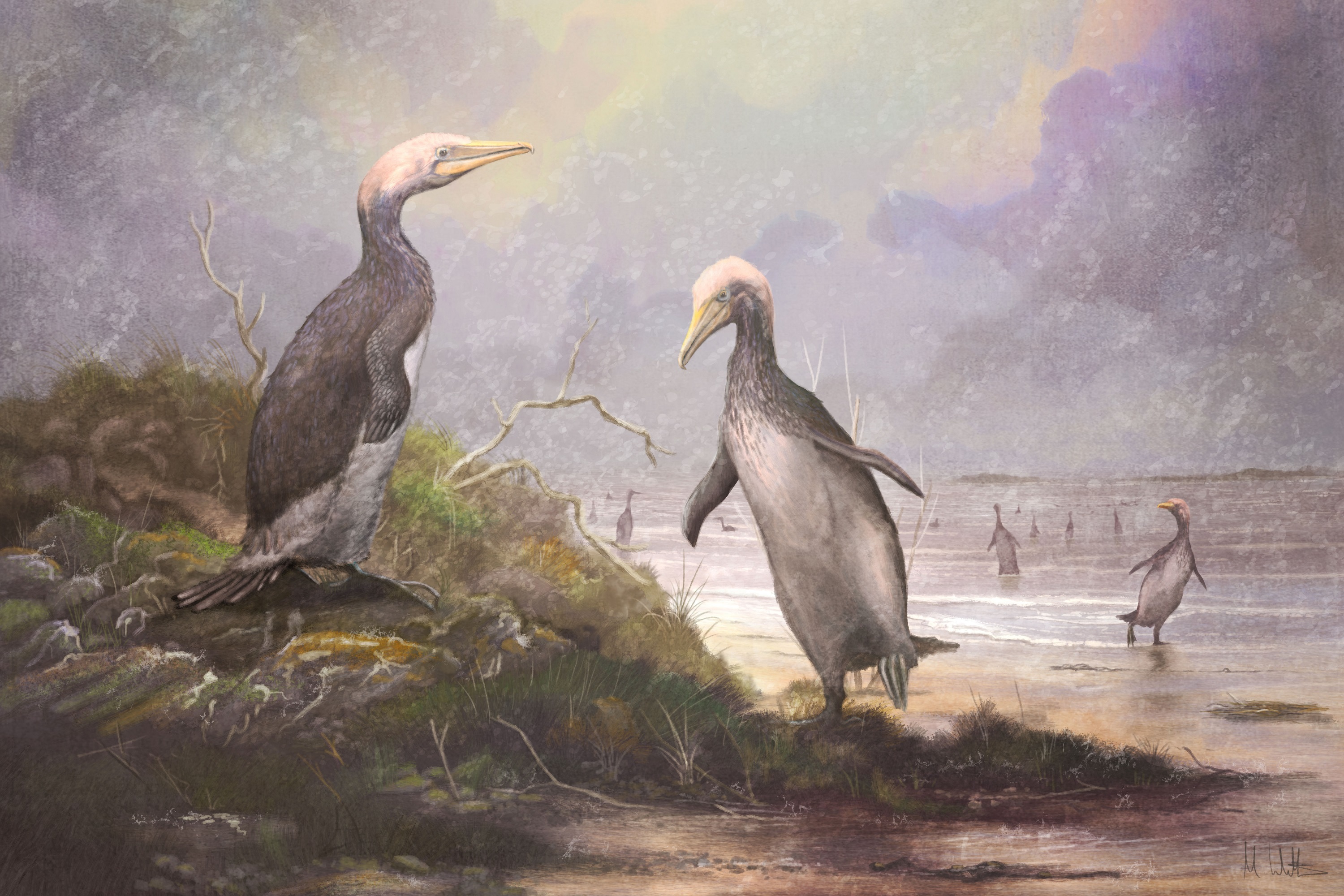 Plotopterids like these Copepteryx looked remarkably like penguins. Image: Mark Witton. Available for media and current affairs use; all other rights reserved