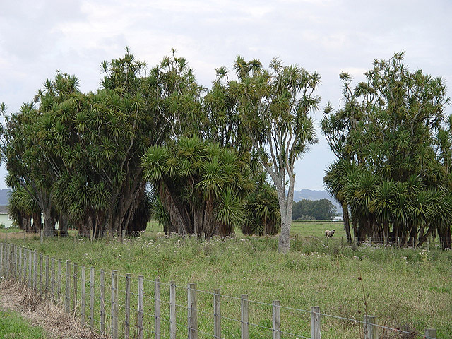 Mature tī kōuka (cabbage trees). Wikimedia Commons