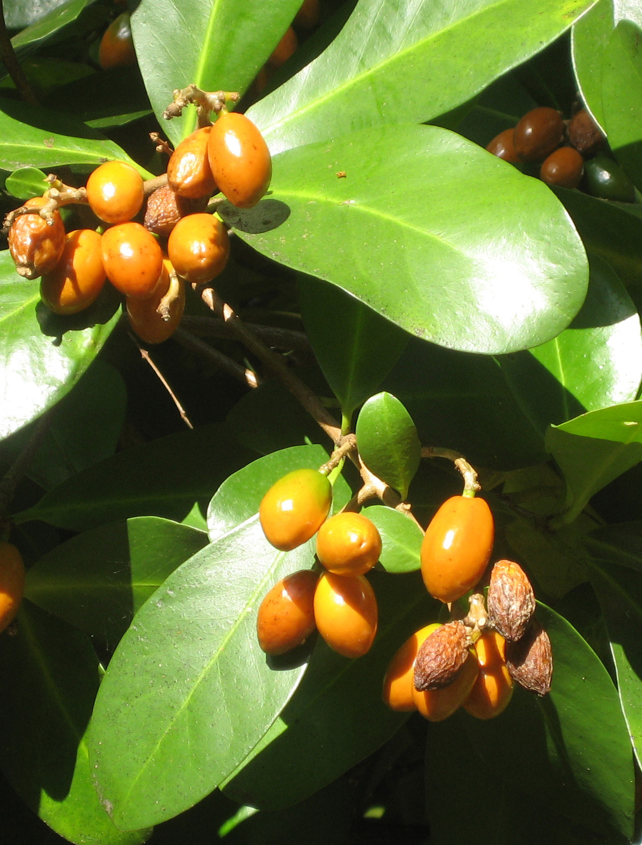 Karaka berries. Wikimedia Commons