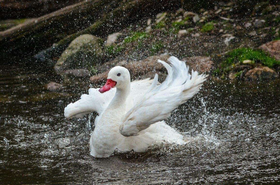 Researchers believe the Coscoroba Swan of South America, Coscoroba coscoroba, is the closest living relative of the ancient Bannockburn Swan. Image: Olaf Oliviero Riemer, CC BY-SA 3.0
