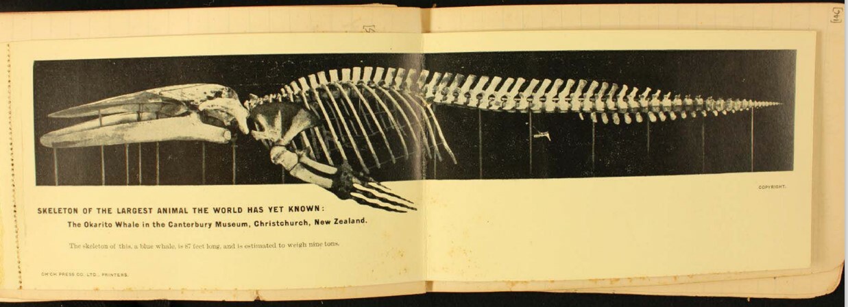 In Edgar Waite’s diary is the newspaper cutting from The Press advertising the Canterbury Museum blue whale when it first went on display in March 1909. Image courtesy of the Australian Museum