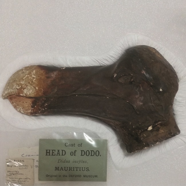 Cast of the head of a Dodo. Image: AV 6276