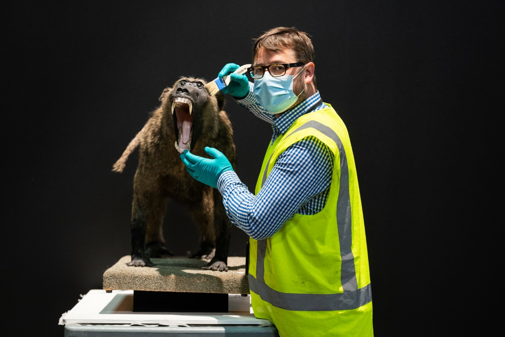 Museum Registrar Scott Reeves cleans a baboon for the exhibition.