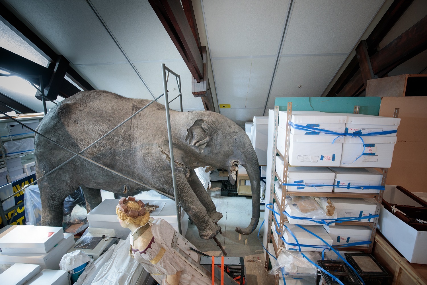This taxidermied elephant is one of many stuffed mammals stored in the Mammal Attic.