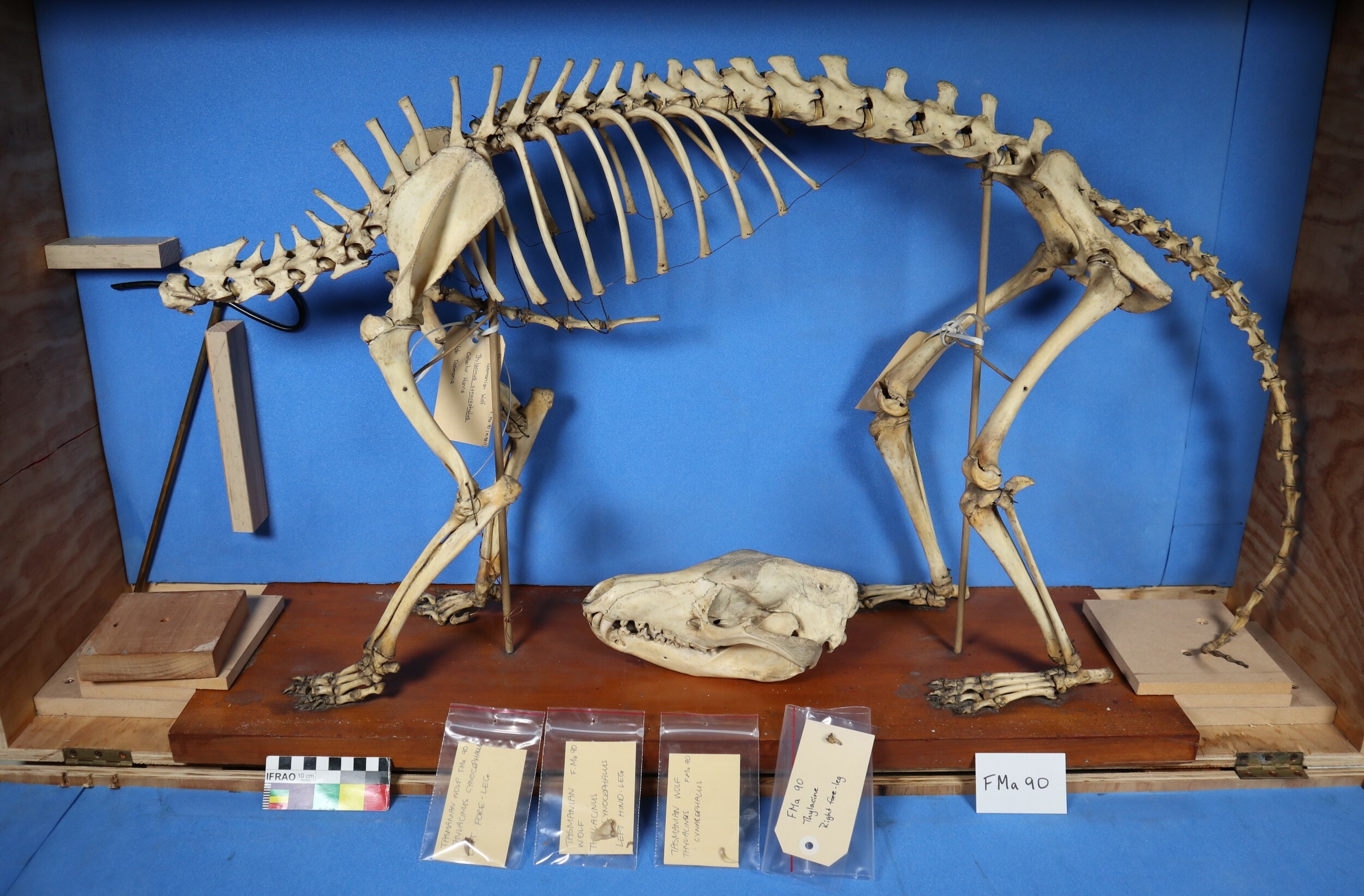 Thylacine skeleton. Canterbury Museum FMa90