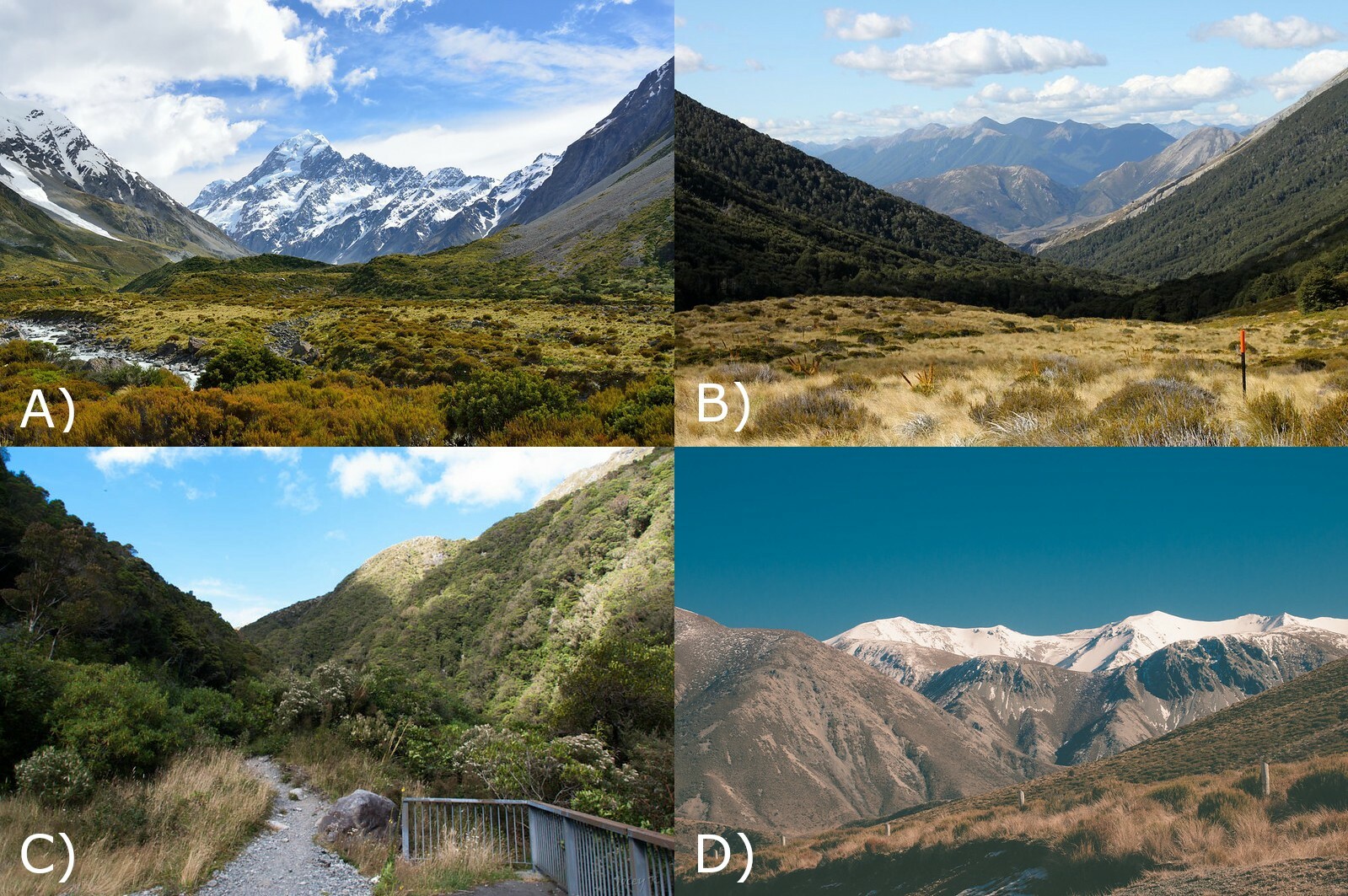 Examples of habitat from the four field collection sites sampled by Primack. A) Aoraki/Mount Cook, Tristan Schmurr CC BY 2.0; B) Cass, Eli Duke CC BY-SA 2.0; C) Otira Gorge, Jocelyn Kinghorn CC BY-SA 2.0; D) Craigieburn, Mark Hamilton CC BY-SA 2.0. Source for all images: Flickr
