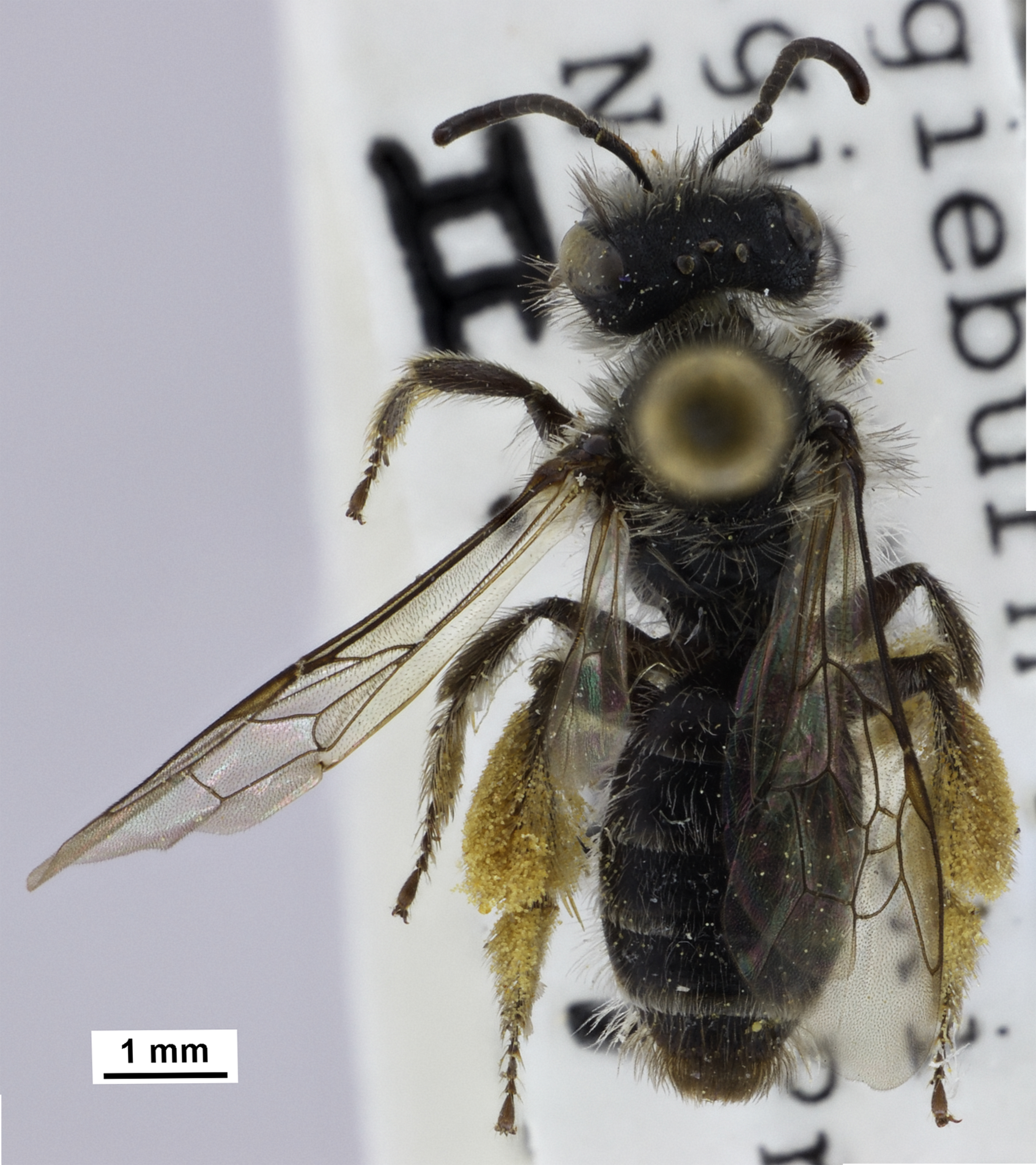 Dorsal view of a Primack collected pinned specimen Leioproctus pekanui. The legs show a high amount of pollen retained on the scopae (dense branched hairs on legs for carrying pollen). Canterbury Museum 2007.220.3915