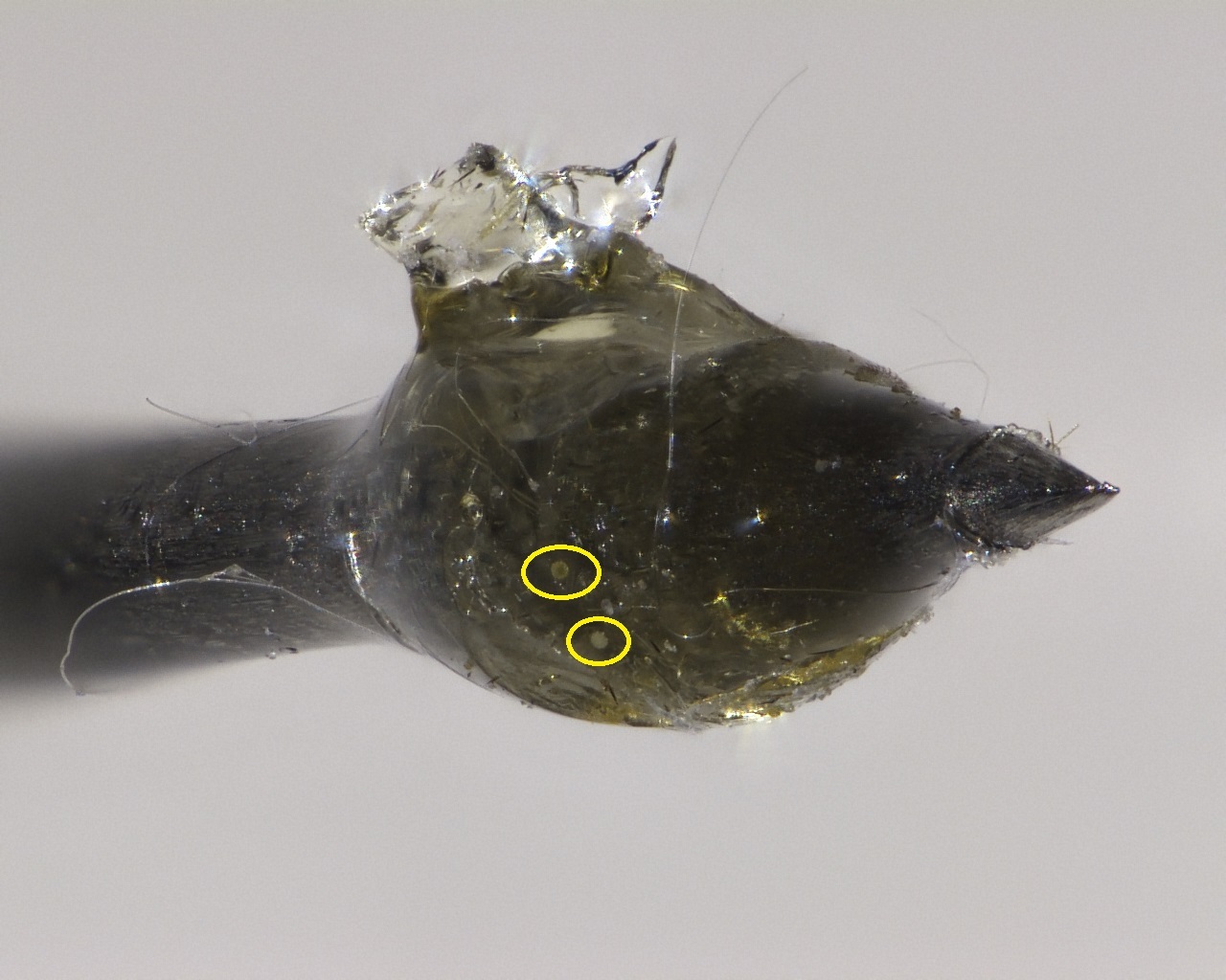 Glycerine swab with sampled pollen. Yellow circles indicate pollen grains.