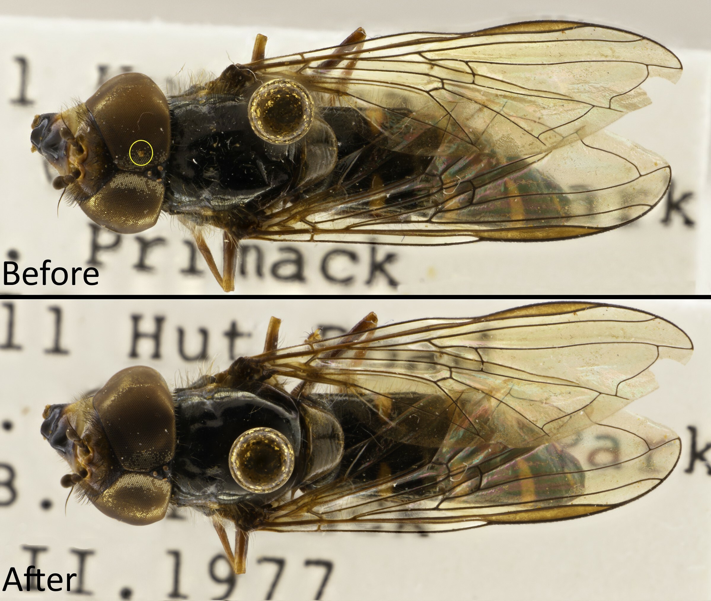 Before and after sampling comparison of pinned hover fly Melangyna novaezealandiae. This species was one of the most abundant collected by Primack. The yellow circle shows a clump of pollen stuck on the eye, which was removed by the glycerine swab. Canterbury Museum collection 2007.213.729