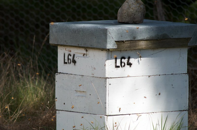 Honeybee hive set-up in a reserve with native vegetation, Jon Sullivan CC BY-NC 2.0. Source: Flickr
