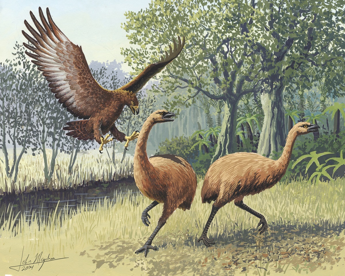 The extinct giant Haast’s Eagle attacking Little Bush moa. Photo credit: John Megahan, PLoS Biology .