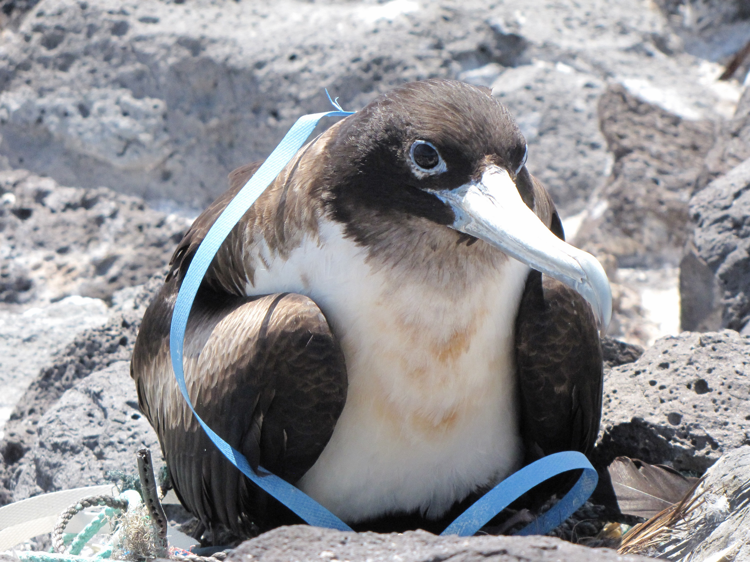 Great Frigate Bird tangled in plastic, Desventuradas Islands, Chile. Credit: Diego Miranda