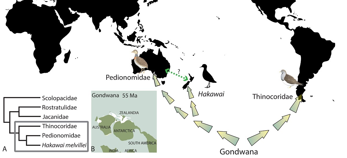 Scientists think that New Zealand's new shorebird species Hakawai melvillei, the Australian Plains-wanderer (Pedionomidae) and the South American seedsnipe (Thinocoridae) all originated in East Gondwana. Graphic credit: Journal of Systematic Palaeontology.