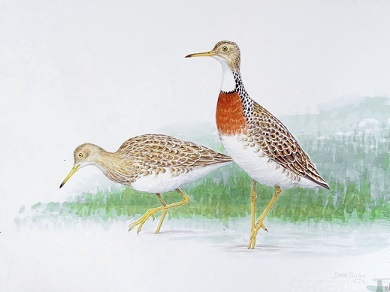 Hakawai melvillei - a newly-discovered species of shorebird. Image credit: Derek Onley.