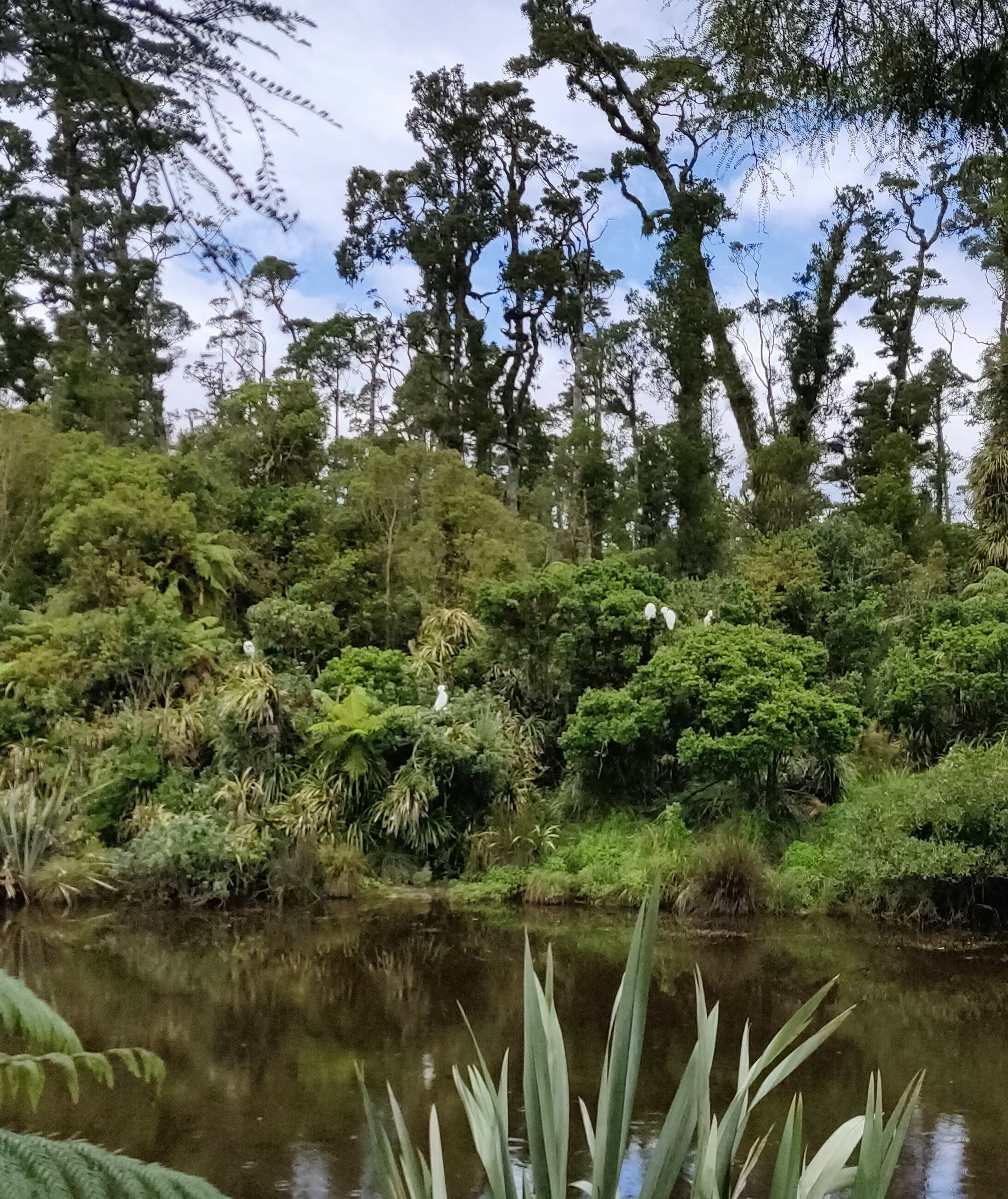 This year the Kōtuku colony was mostly deserted by early February. Photo by Nellie Vink