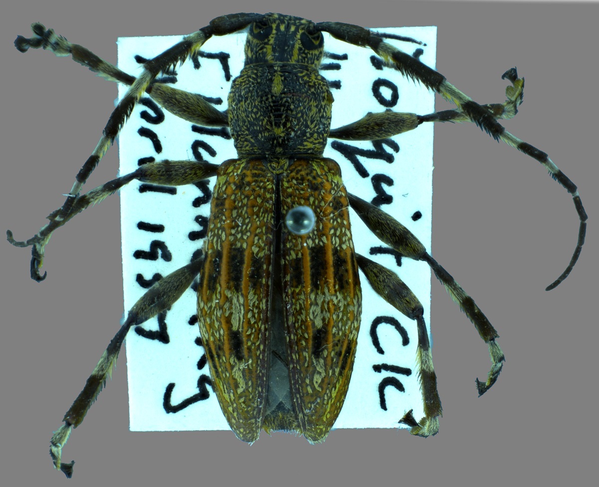 This Hexatricha pulverulenta specimen from the pinned insect collection was collected in April 1957 from Mosquito Creek by Ian Mannering. Canterbury Museum 2007.205.462