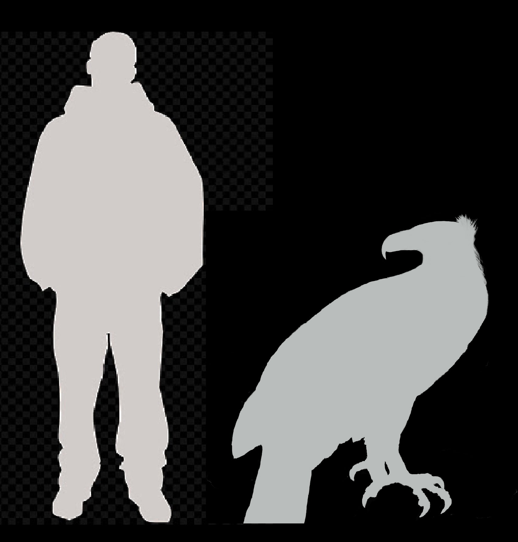 Haast’s Eagle compared to the size of an average man. Image: Steve Wroe