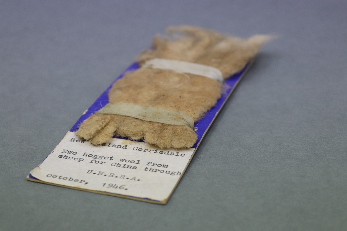 Wool sample collected from a Corriedale sheep prior to more than 1,000 being shipped to China from Canterbury in 1947. Canterbury Museum 2018.142.3