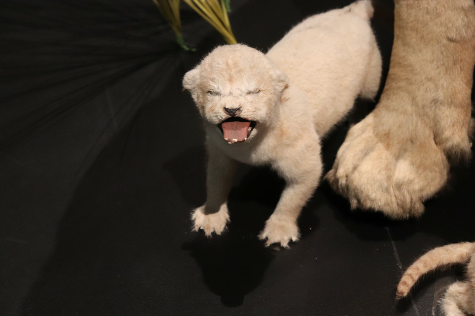 One of the cubs was mounted in this cheeky pose.