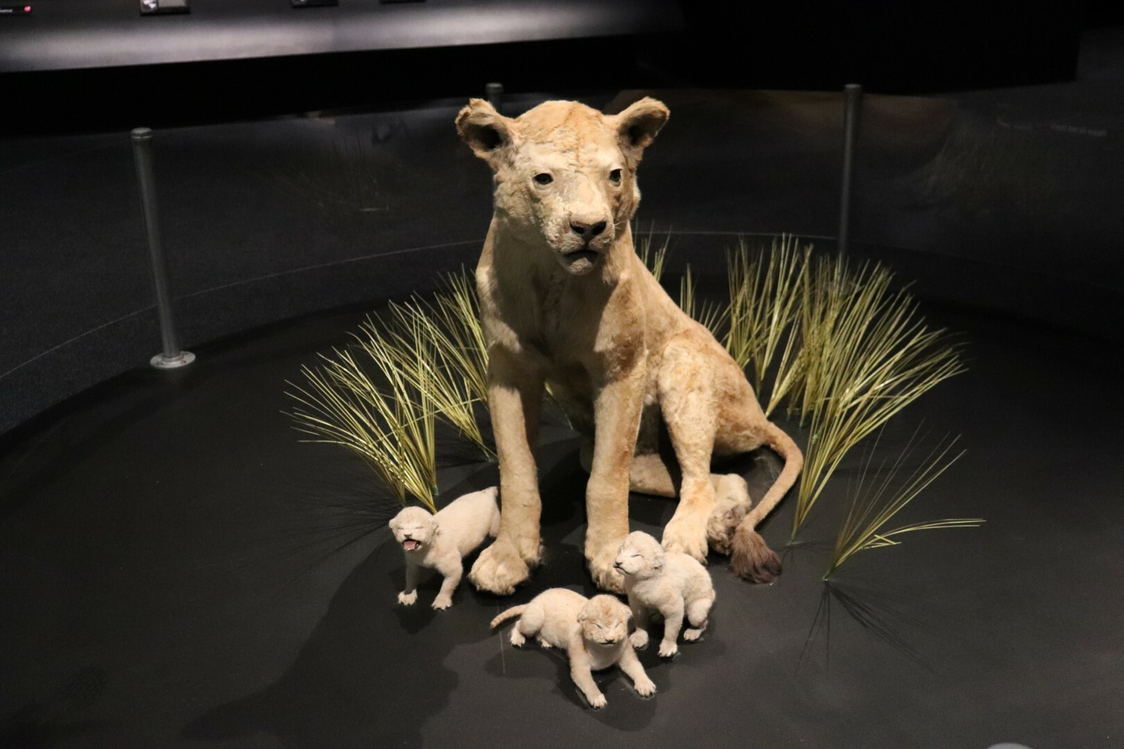 The lions in Fur, Fangs and Feathers.