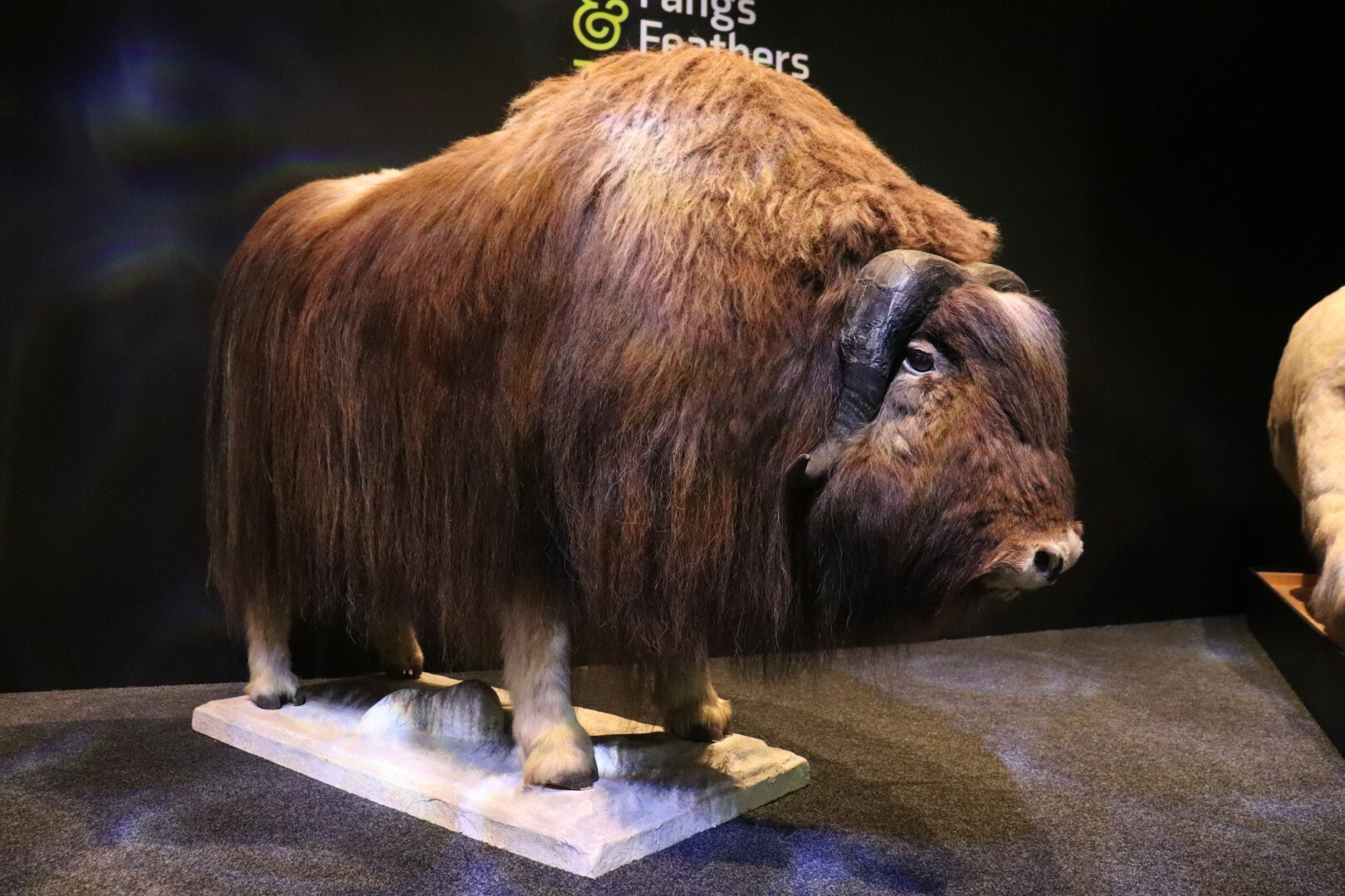 The muskox in Fur, Fangs and Feathers