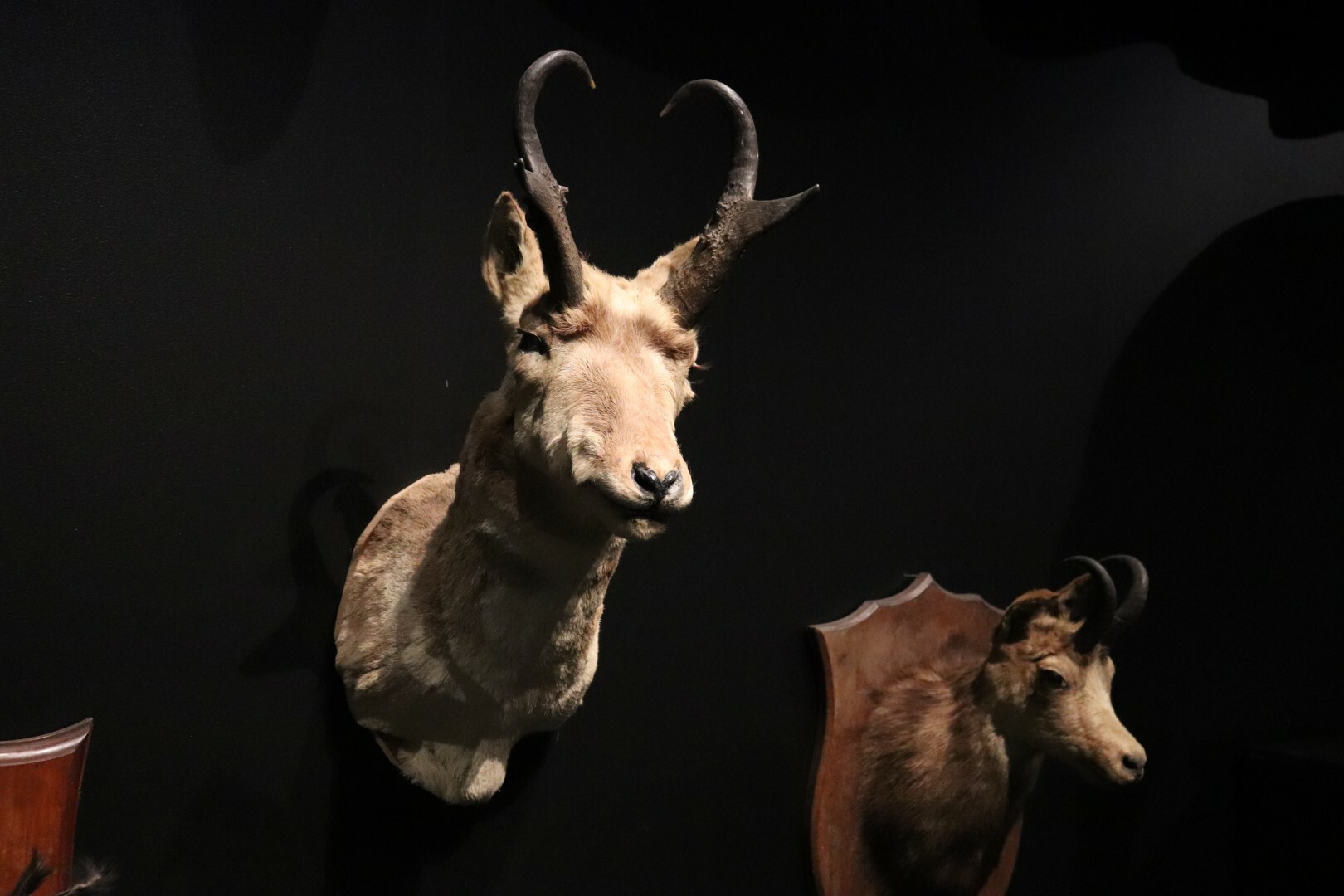 The pronghorn trophy (left) in Fur, Fangs and Feathers