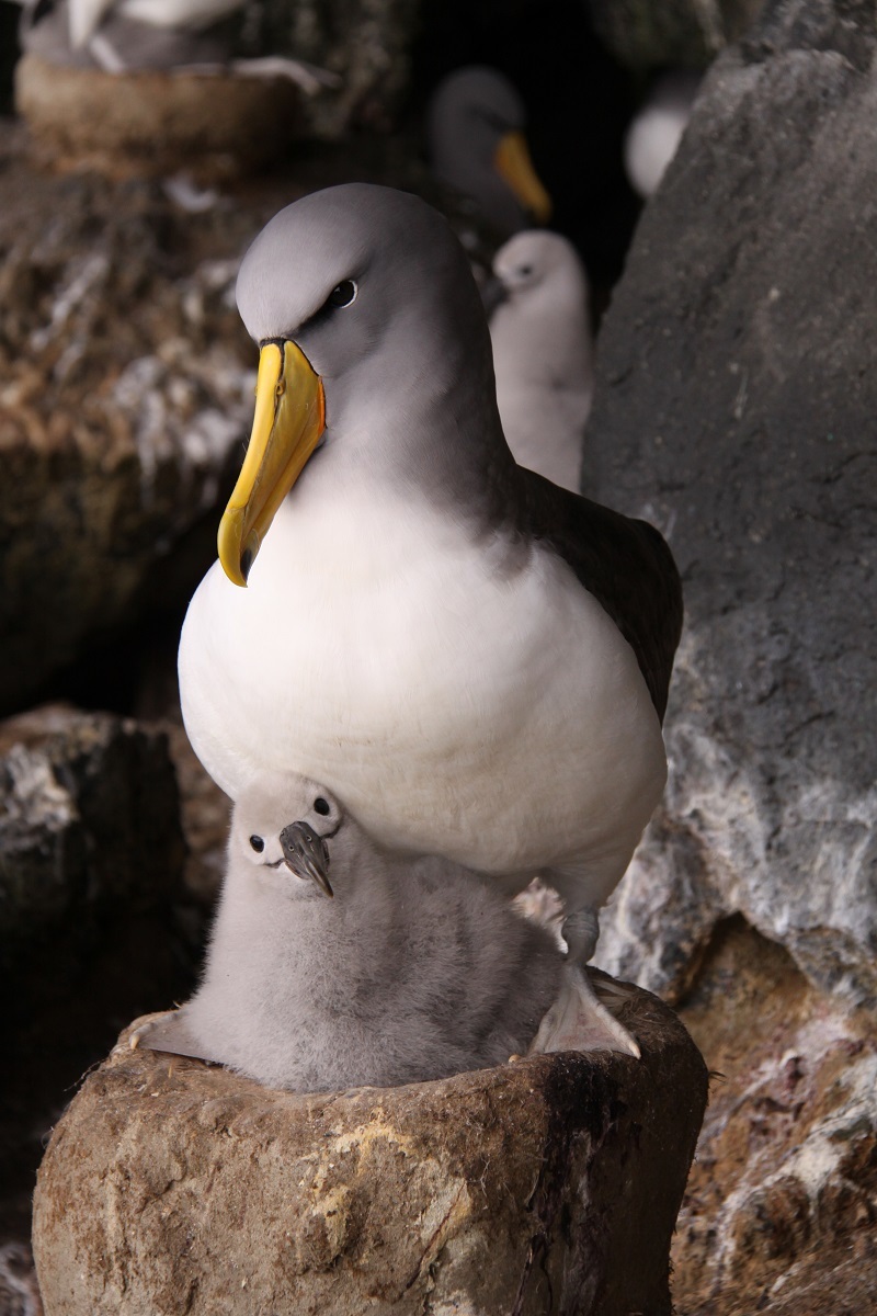 Chatham Island Albatross and chick, Tarakoikoia. MJ Fraser 2009.