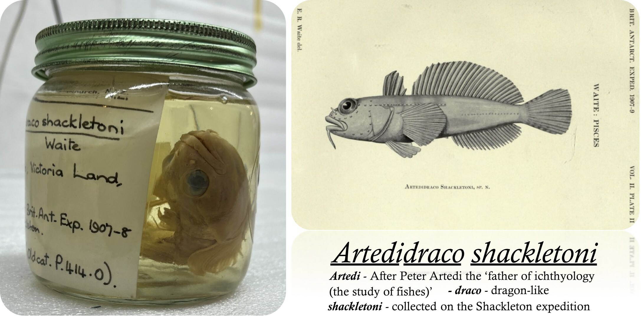 The holotype of the fish species Artedidraco shackletoni collected on Shackleton’s Antarctic expedition from 1907–1909 (left) and E R Waite’s original drawing of the same specimen used to describe it as a new species in 1910 at Canterbury Museum. Canterbury Museum F208