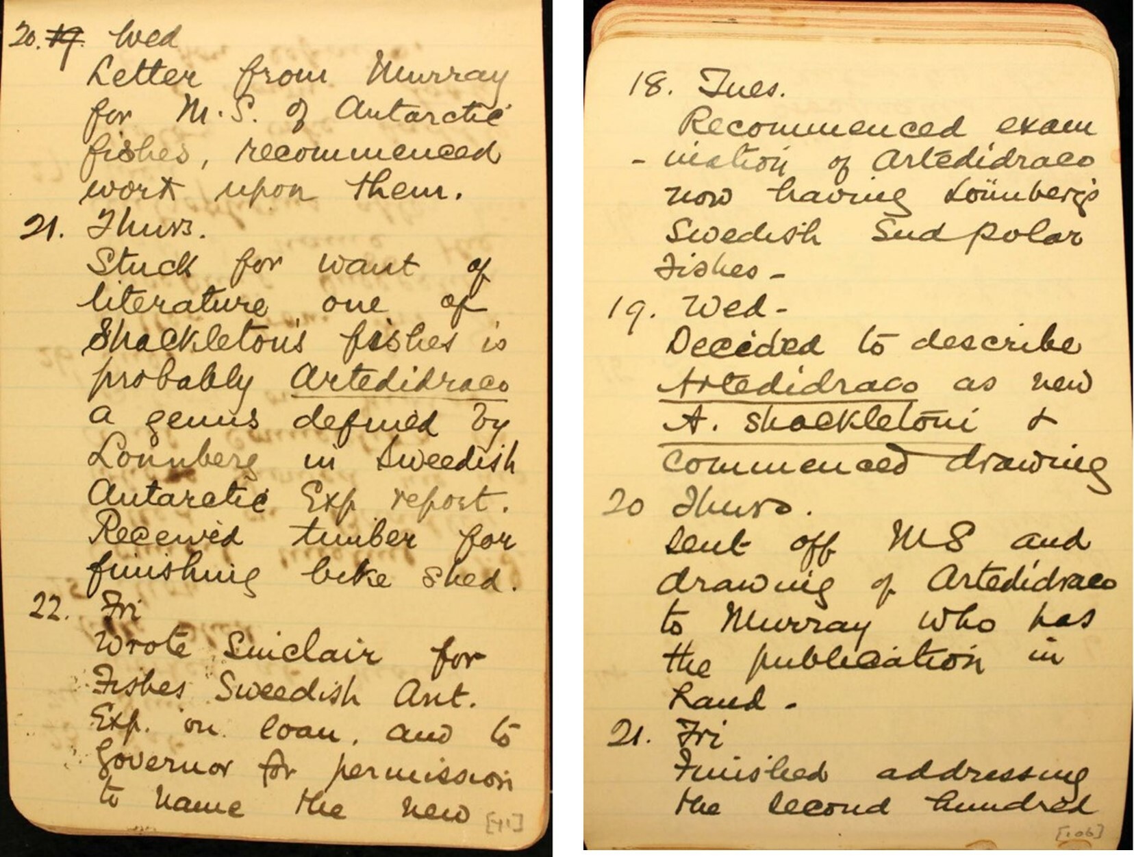 Edgar Waite’s diary entries in October 1909 (left) and January 1910 (right) record his initial work with the Antarctic fishes where he becomes stuck for a name for one specimen, and then on receipt of further information he is able to give the fish a new species name Artedidraco shackletoni after Shackleton and the expedition it was collected on 3 years prior. Images courtesy of the Australian Museum