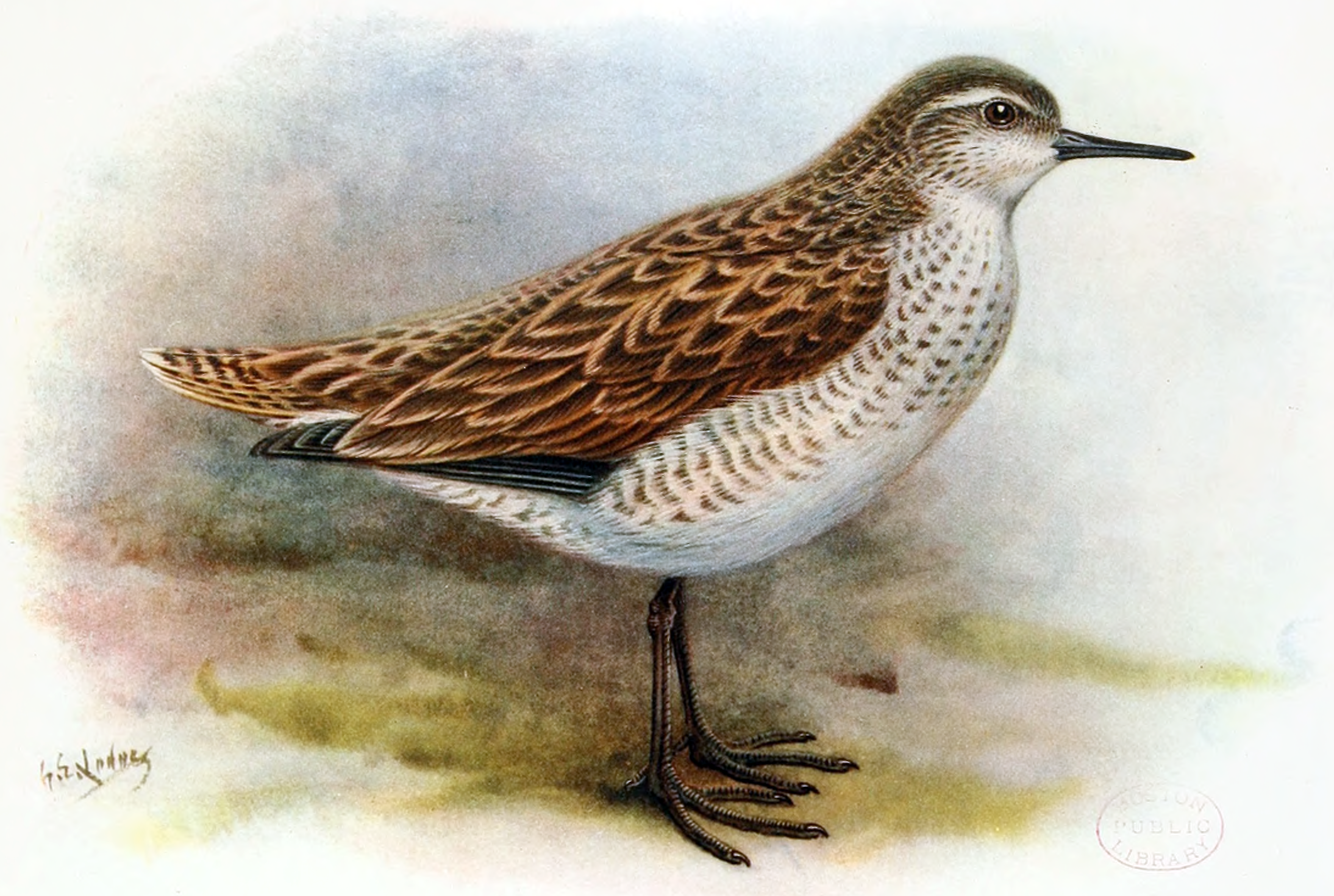 The extinct Kiritimati Sandpiper, Prosobonia cancellata – a close cousin of the newly discovered Prosobonia sauli. Illustration by George Edward Lodge, 1907