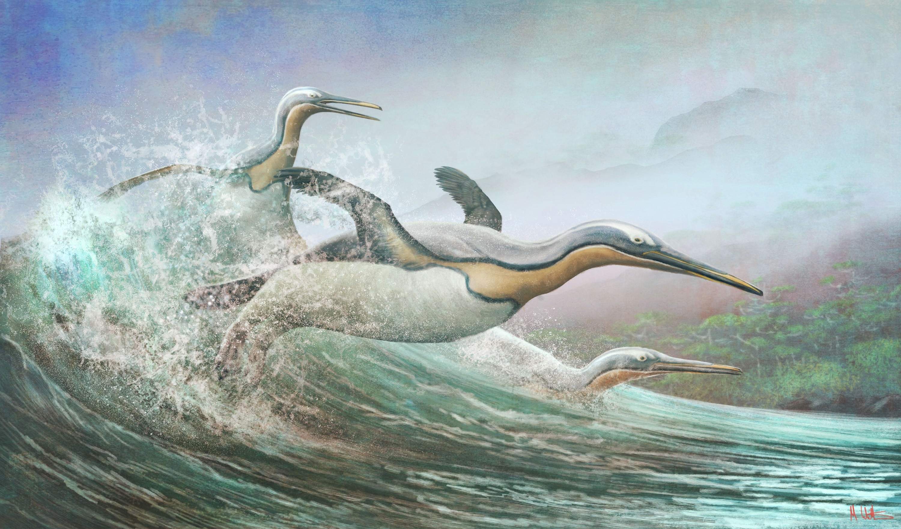 The giant penguins, like these Kumimanu, that lived in Aotearoa New Zealand around 60 million years ago bore a striking resemblance to some plotopterids. Image: Mark Witton. Available for media and current affairs use; all other rights reserved