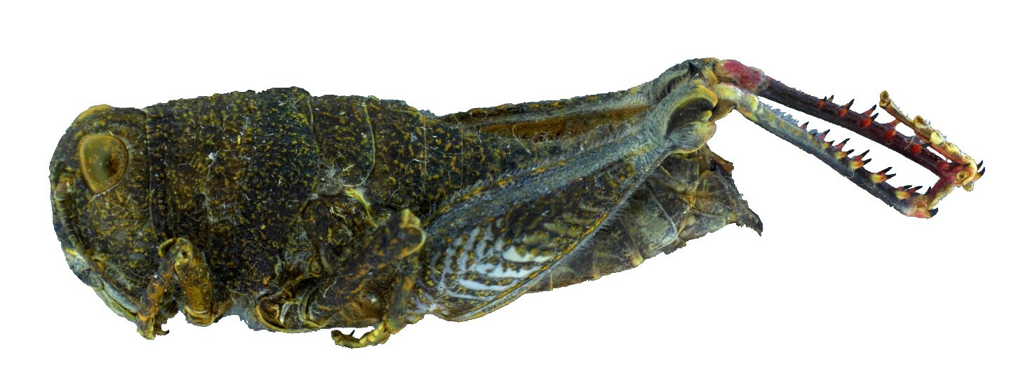 Lateral view of B.robustus holotype. Canterbury Museum