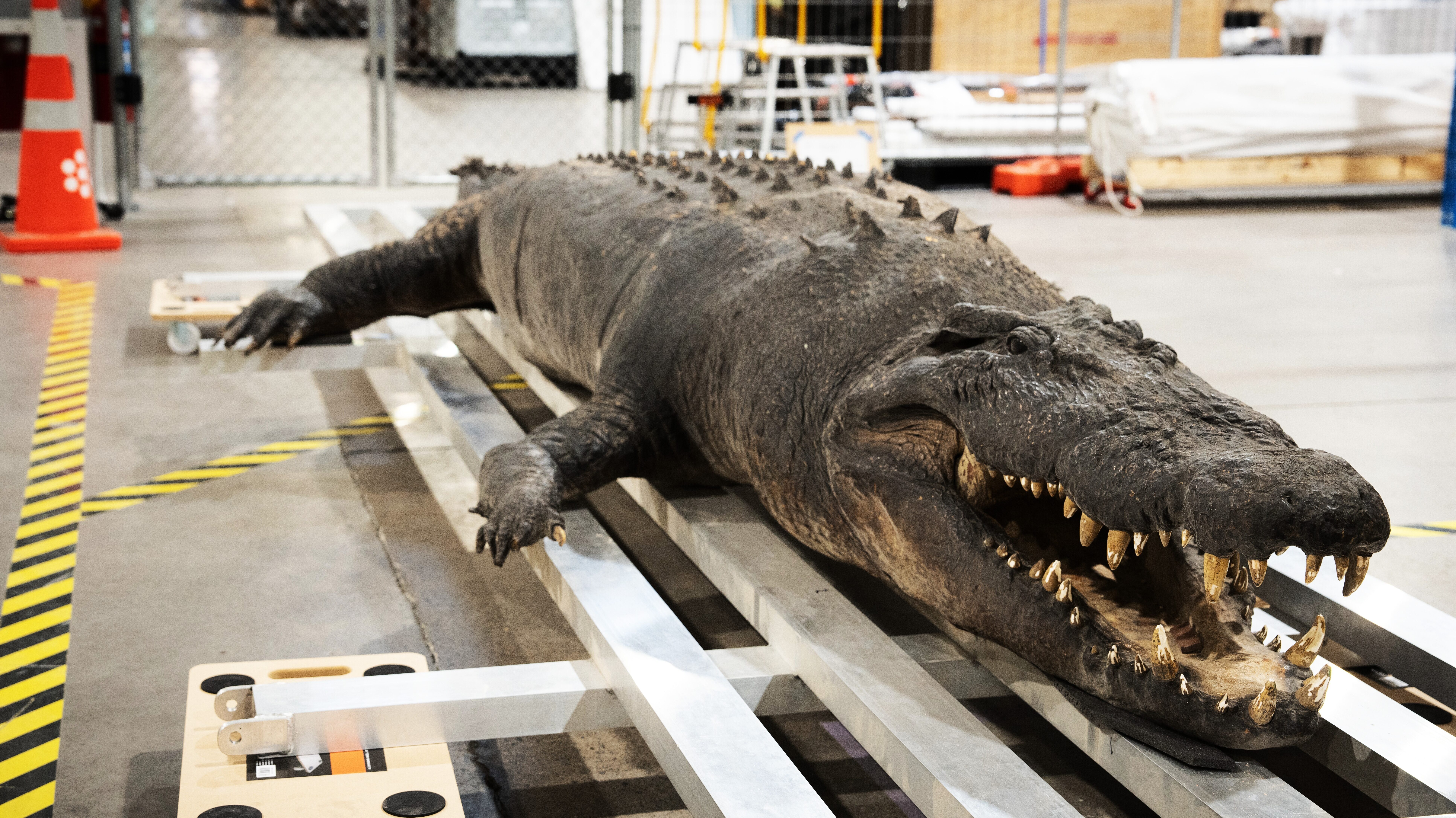The long tail of a very large crocodile | Canterbury Museum
