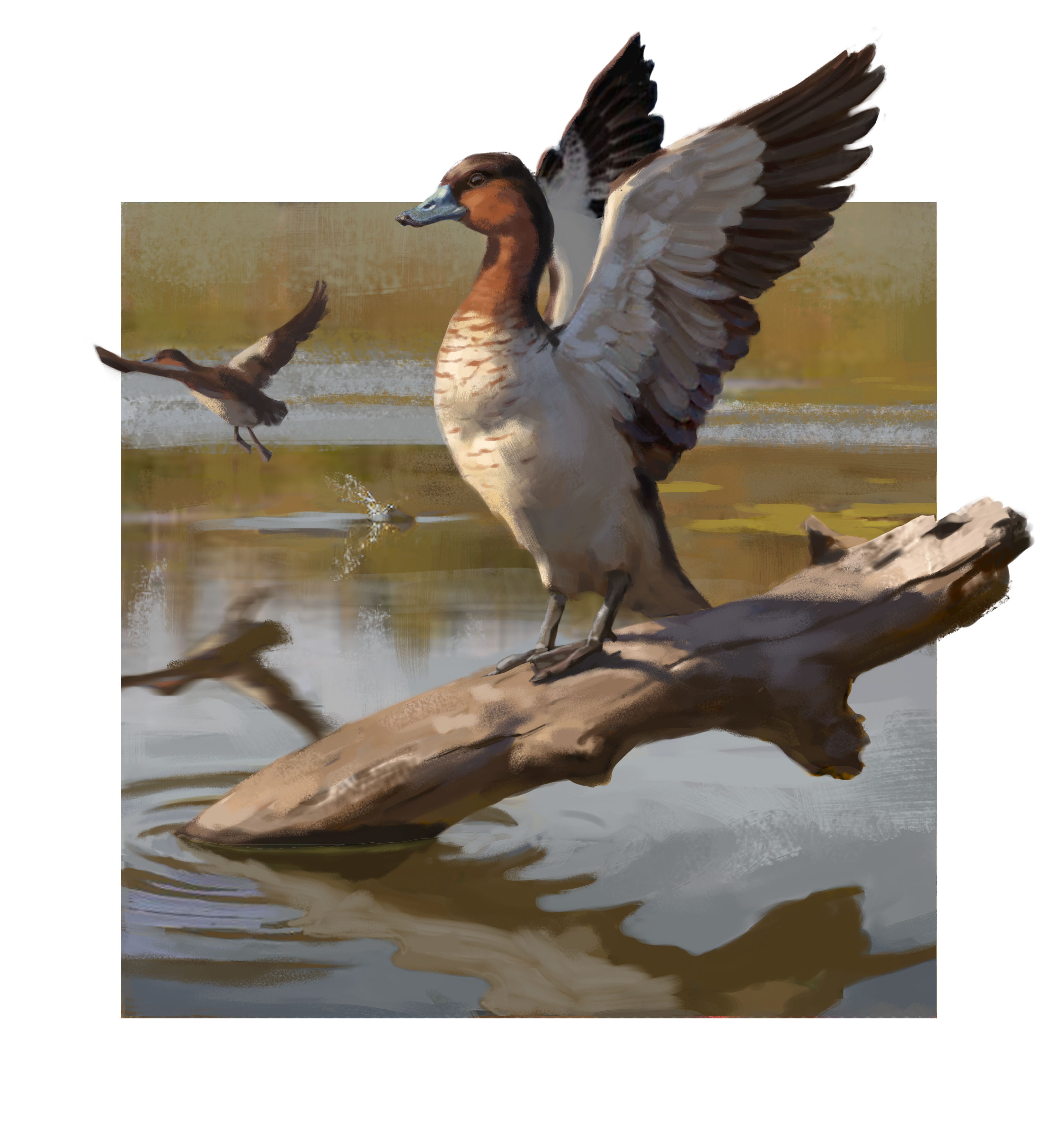 Artist's impression of a duck in the Manuherikia genus. Credit: Tom Simpson