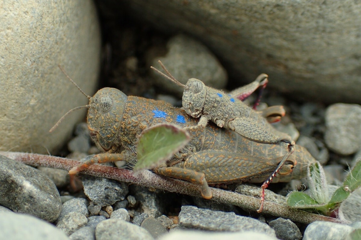 Adult male (top) and female (bottom). Both have been marked with harmless blue paint as part of a mark recapture study to assess population size, survival and movement. Males are substantially smaller in size than females. Tara Murray, All Rights Reserved