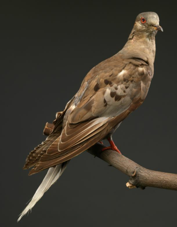 Martha, the last known Passenger Pigeon, at the Smithsonian.