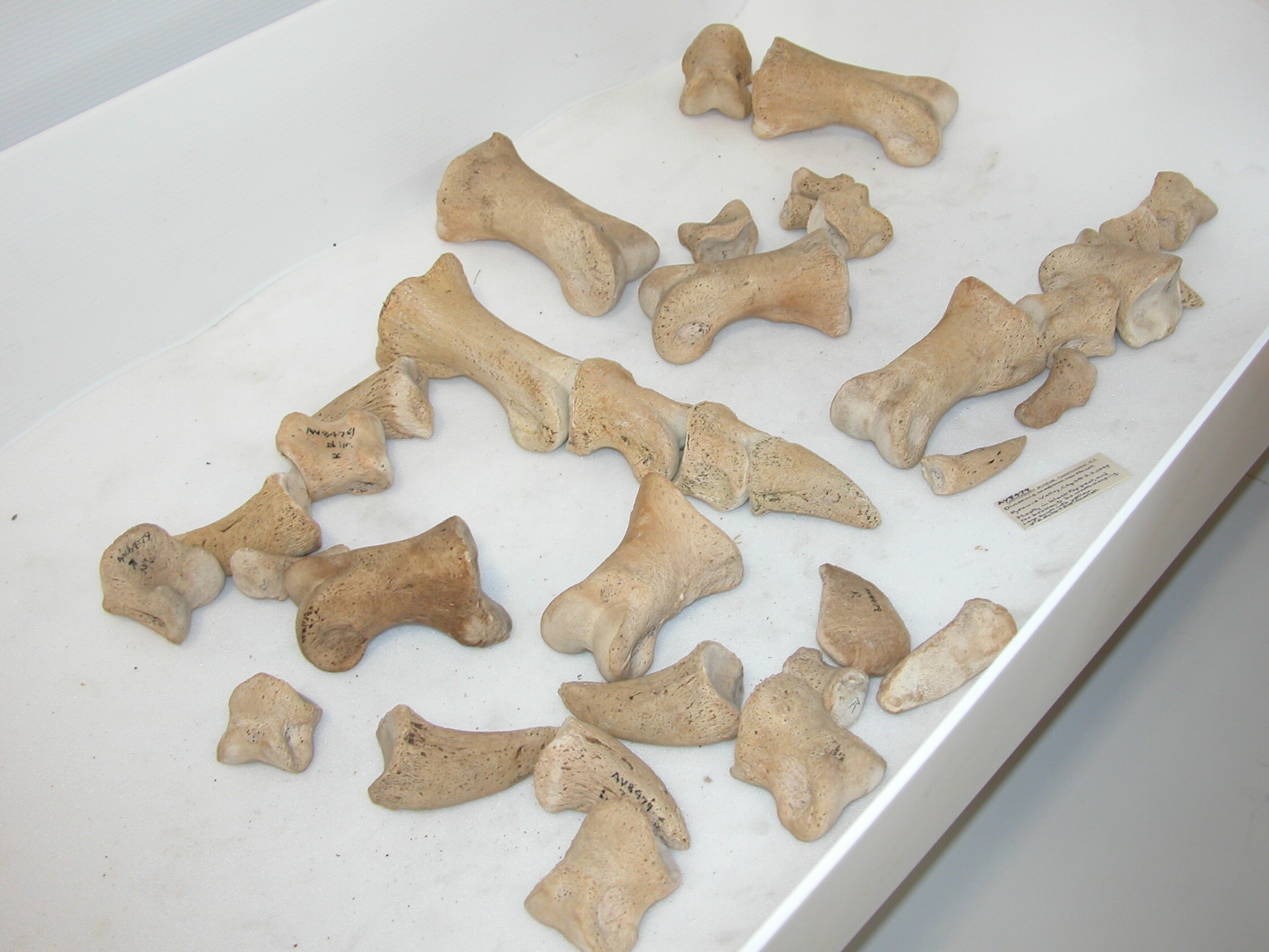 Some of these moa bones are casts but others are originals. Can you spot the difference?