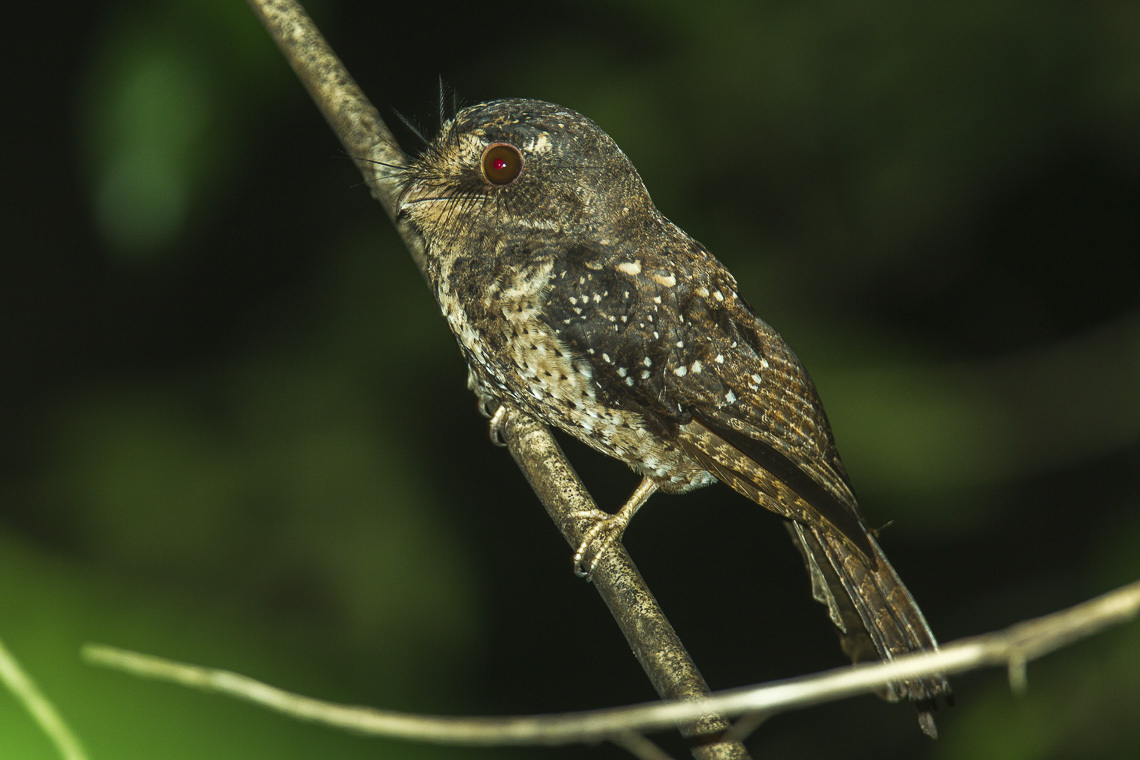 Aegotheles zealandivetus most closely resembled owlet-nightjars from Papua New Guinea and eastern Indonesia including the Molucccan Owlet-nightjar Aegotheles crinifrons. Photo by Francesco Veronesi, CC-BY-SA 2.0