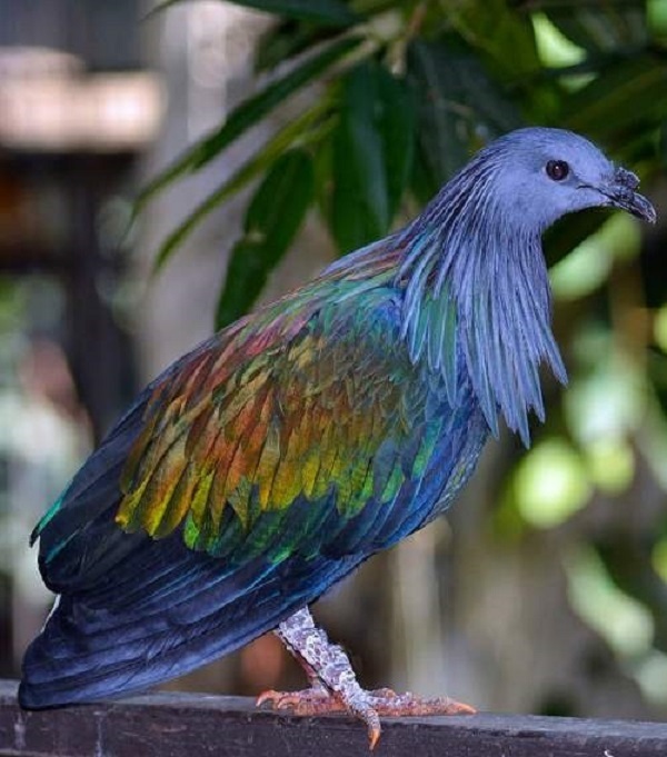 The Nicobar Pigeon