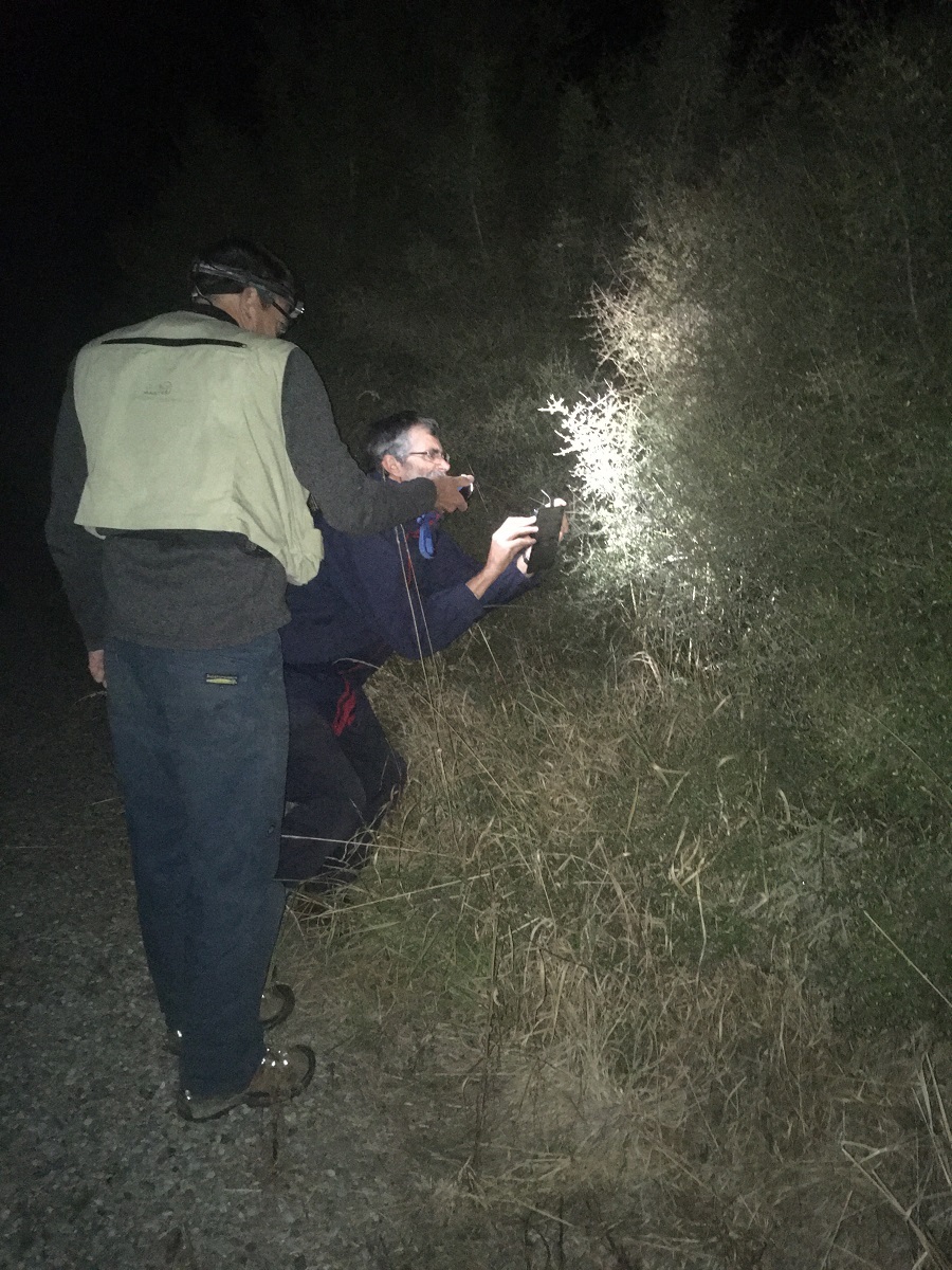 Cor and Rhys looking for spiders in divaricate native shrubs at night taking photos for iNaturalist.