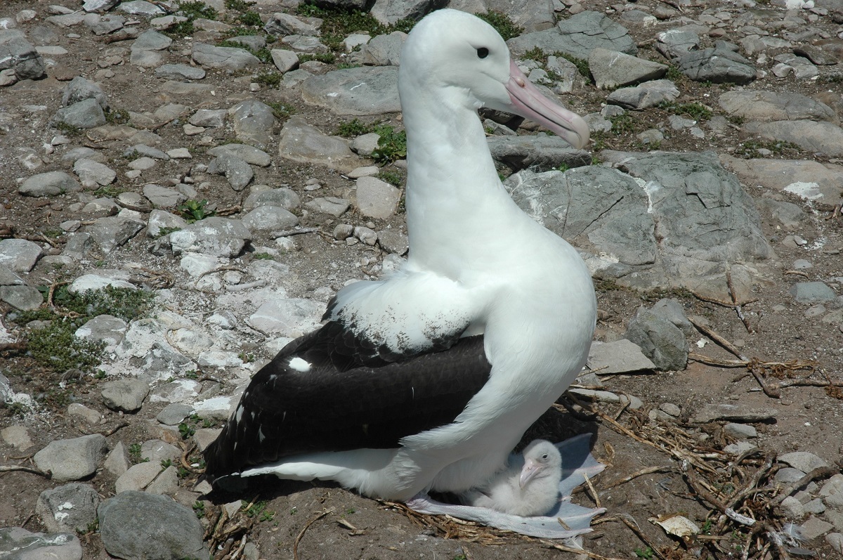 Northern Royal Albatross