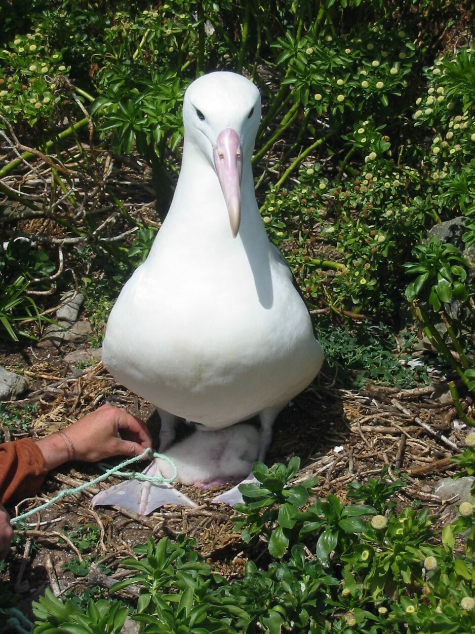 Northern Royal Albatross nesting on Big Sister, north of Rekohu (Chatham Island)