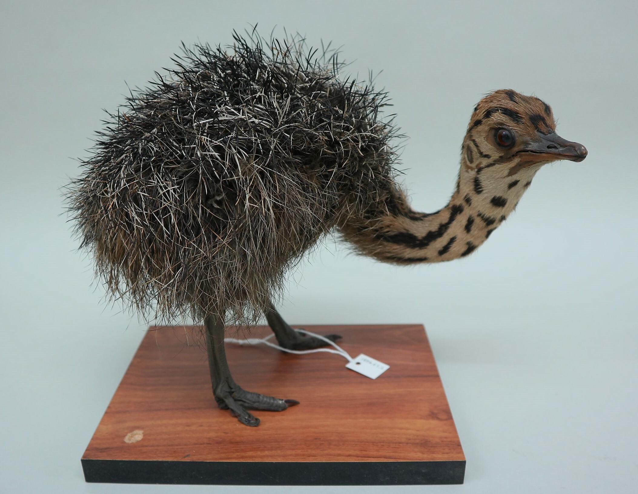 A mounted ostrich chick from Canterbury Museum's collection. This specimen is probably not one of those gifted to the Museum by John Matson. Canterbury Museum 1884.67.2