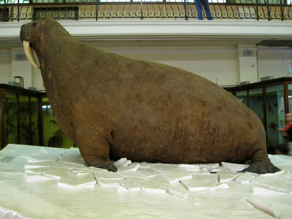 This walrus from England's Horniman Museum was stuffed in the 19th century by taxidermists who had never seen a real walrus. They assumed the wrinkles in the animal's skin needed to be smoothed out. Photo by Russell James Smith, CC BY 2.0