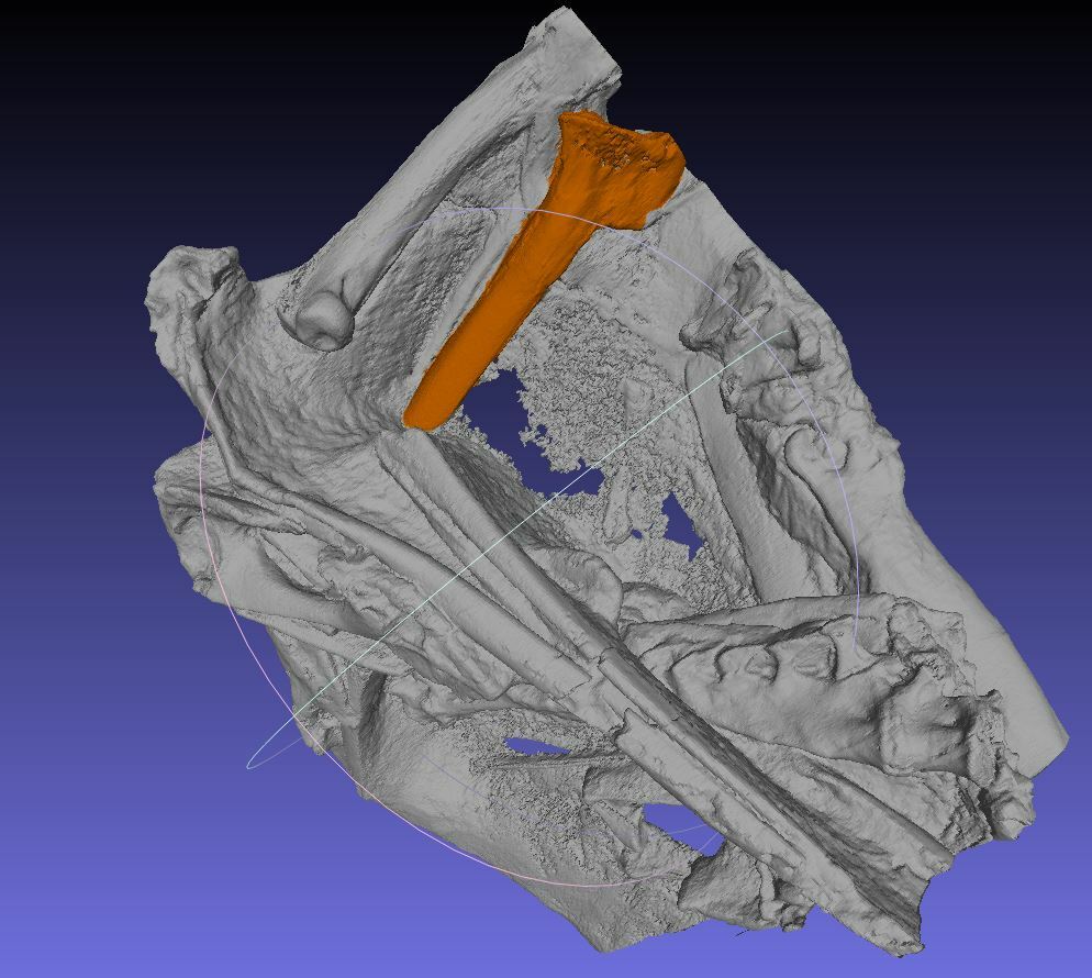 A 3D render of a fossil penguin taken from the 3D data produced in DINGO. The orange bone is a tibiotarsus.