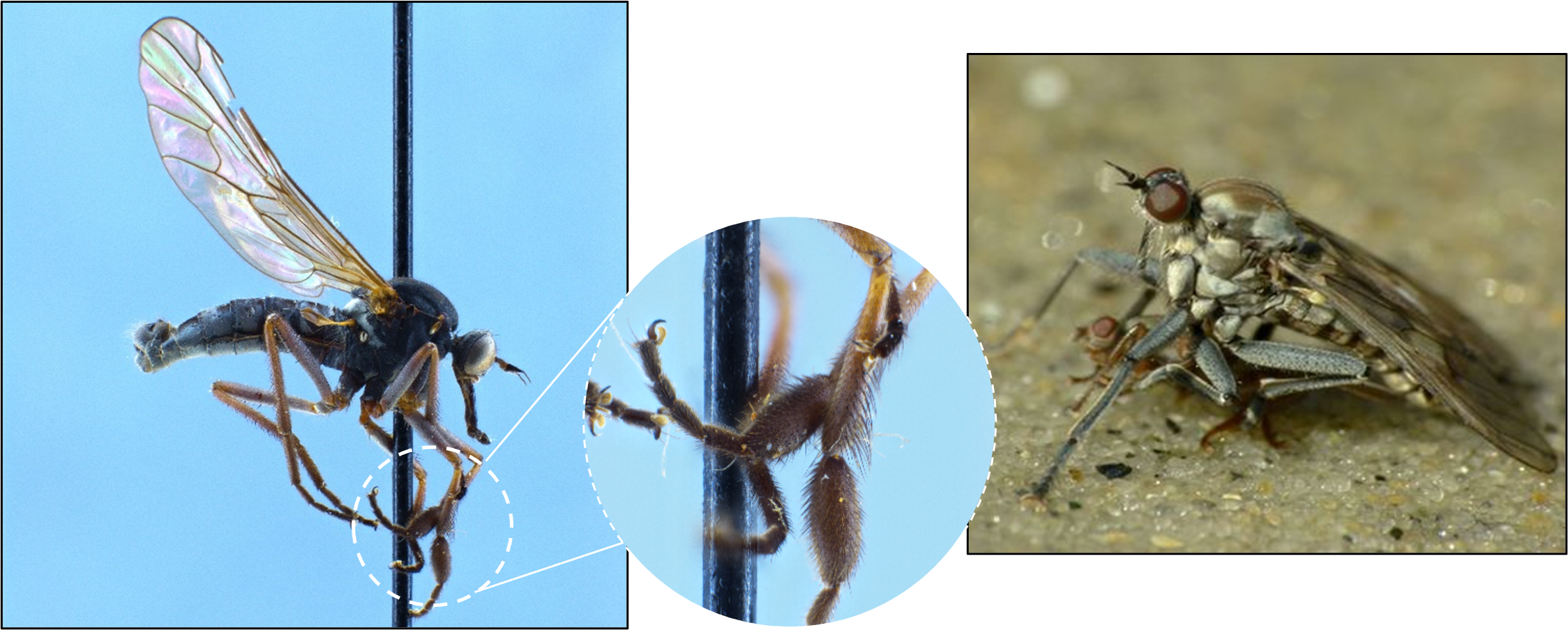 The bulging silk glands on the forelegs of Hilarempis benhami (left and centre, Canterbury Museum 2007.209.194) and a coastal specialist empidid fly Thinempis otakouensis photographed with a freshly caught kelp fly (right, photo by Steve Kerr, All Rights Reserved)