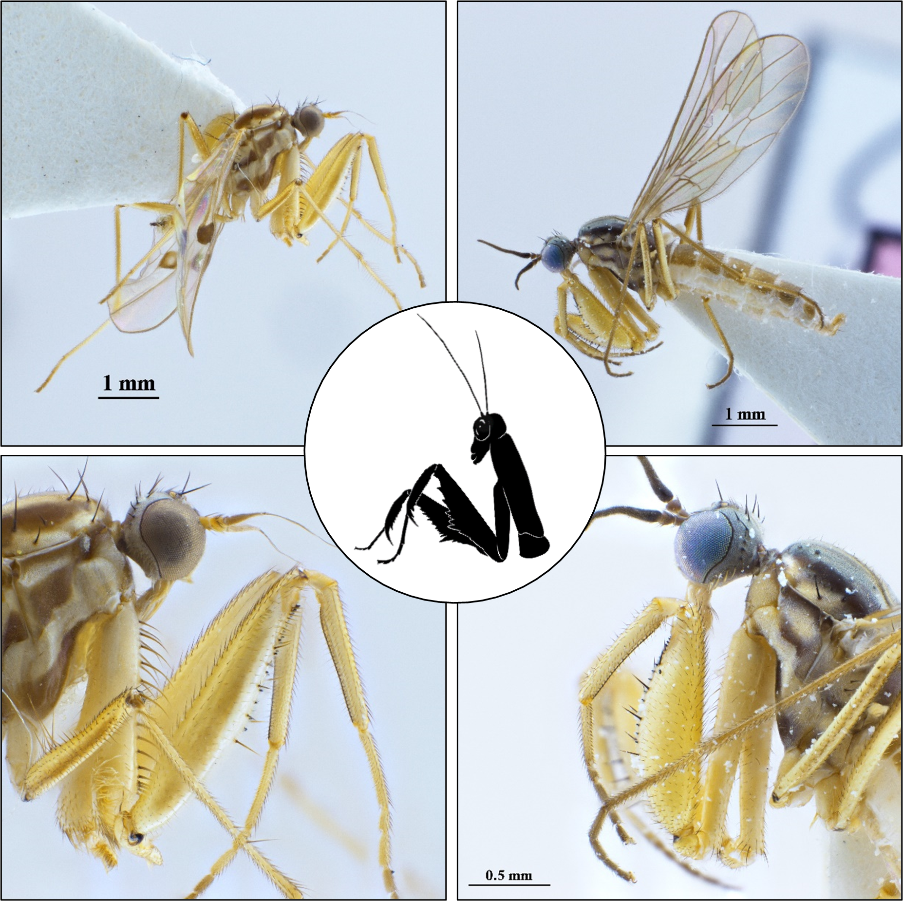 Two species of Hemerodromiinae flies with large grasping forelegs from the Museum’s collection, which have great similarity to a praying mantis (centre). Note the spines on the legs making them even more effective at holding onto prey. Chelipoda mirabilis (Canterbury Museum 2007.209.334) collected from Pureora Forest in 1986 (left) and Chelipoda longicornis (Canterbury Museum 2007.209.330) collected from Hinewai Reserve in 1997 (right). Mantis drawing by Morgane Merien