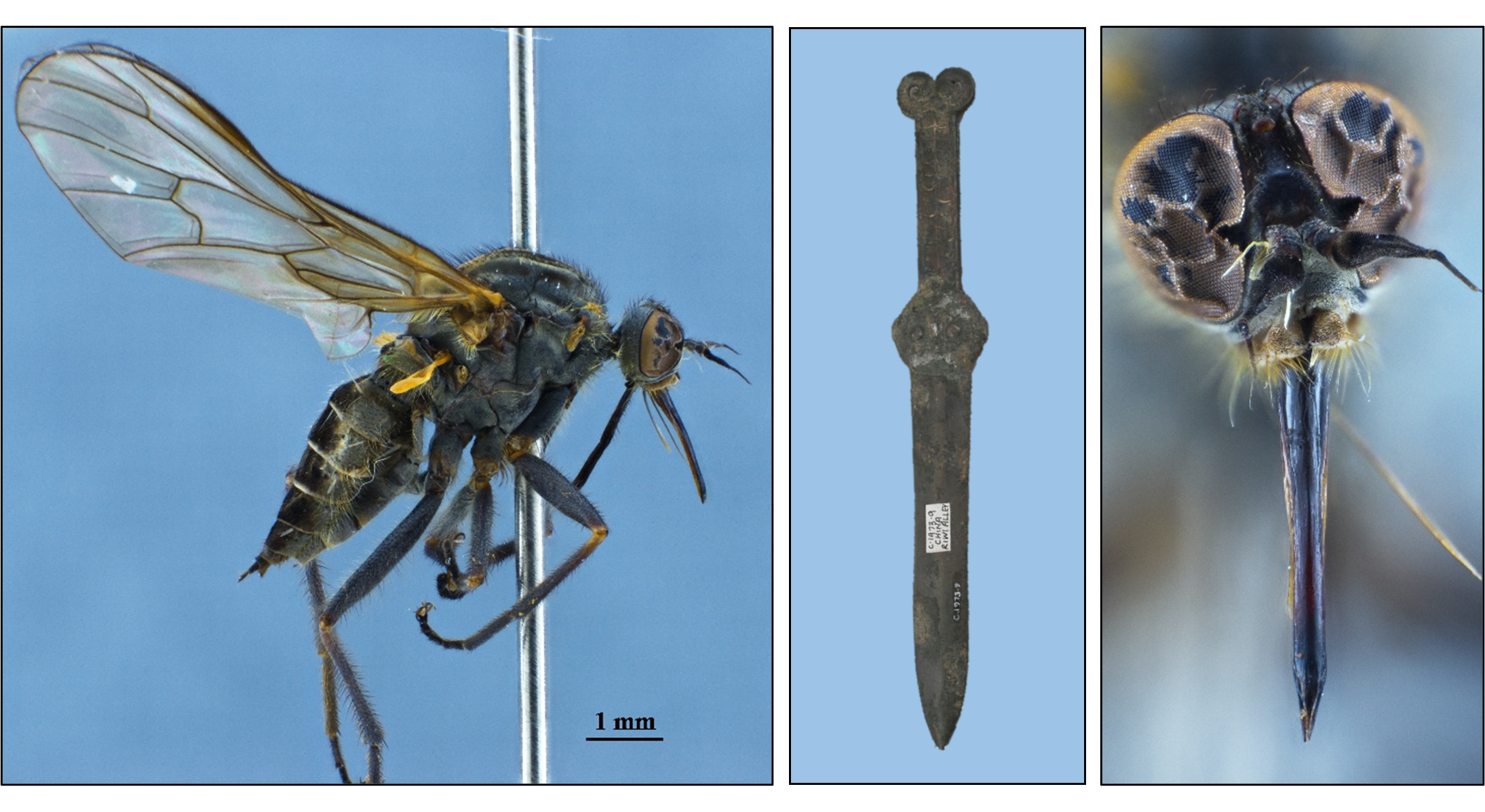 The dagger-like mouthparts of an empidid fly Hilara sp. (Canterbury Museum 2007.209.144) collected from amongst the snow and tussocks at Dunstan Peaks Station in 2002 either side of a bronze dagger (Canterbury Museum 1973.25.4) from Northern Shansi, China, donated to Canterbury Museum by Rewi Alley in 1973.