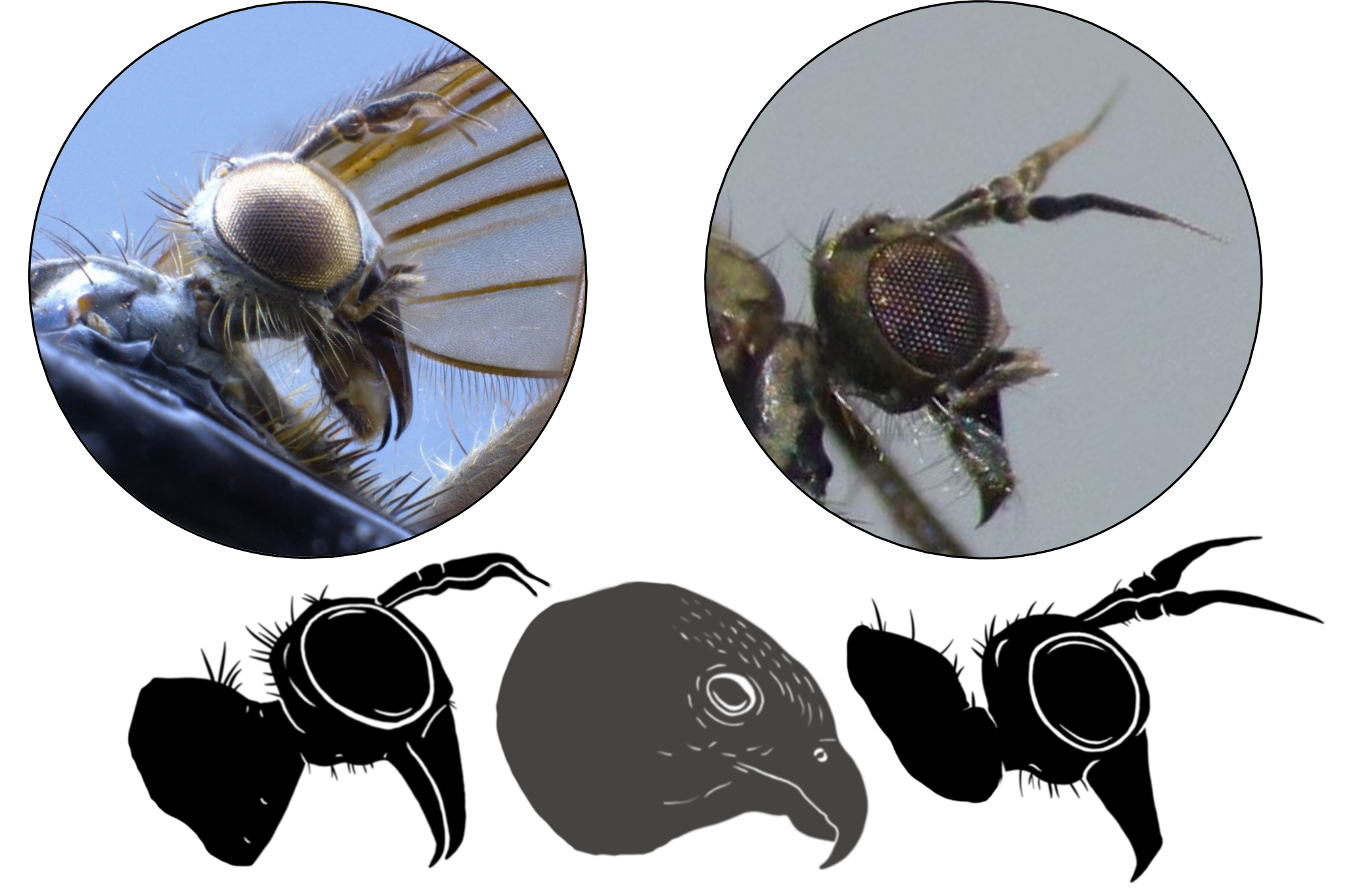Empidids (dance flies) with beak-like mouthparts, Hydropeza longipennae (left, Canterbury Museum 2007.209.1), Hydropeza vockerothi (right, photo by Steve Kerr) with their silhouettes next to a Kārearea (New Zealand Falcon) to show the similarities in form (centre). Drawings by Morgane Merien