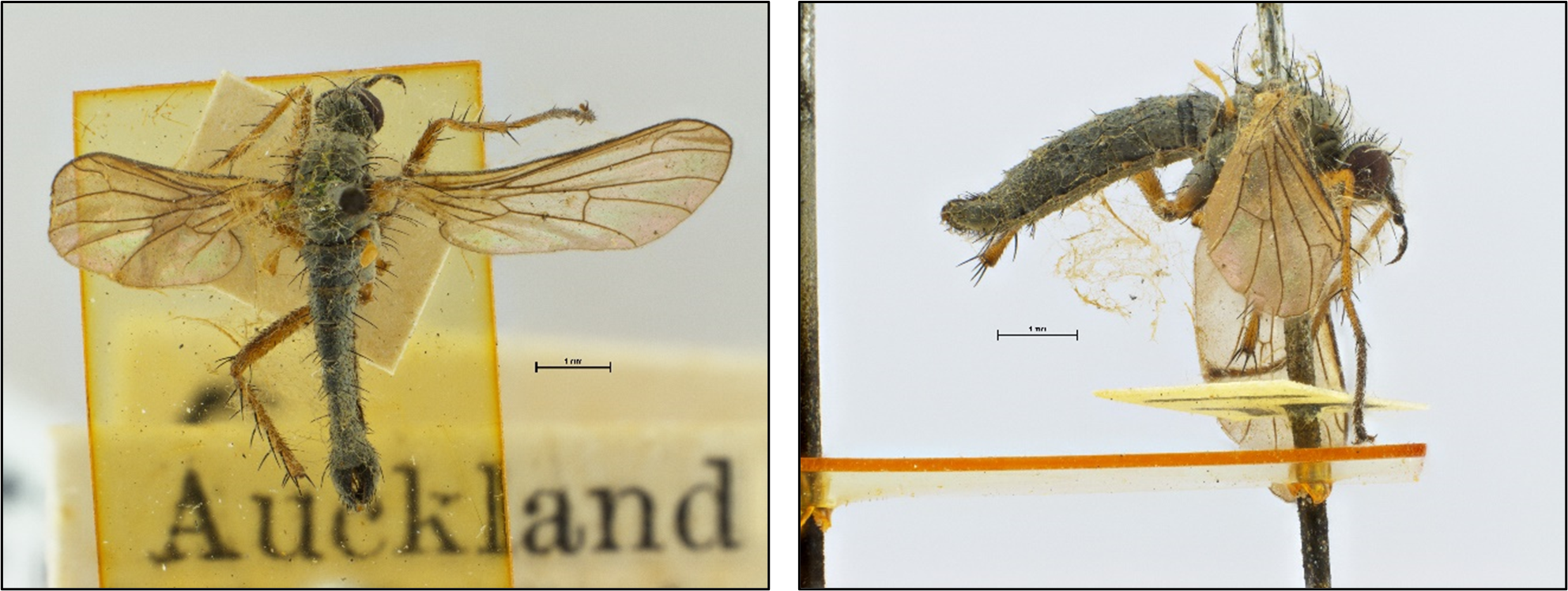 Canterbury Museum’s oldest Empidid specimen Empidadelpha sp. (Canterbury Museum 2007.209.29) collected from the sub-Antarctic in 1907.